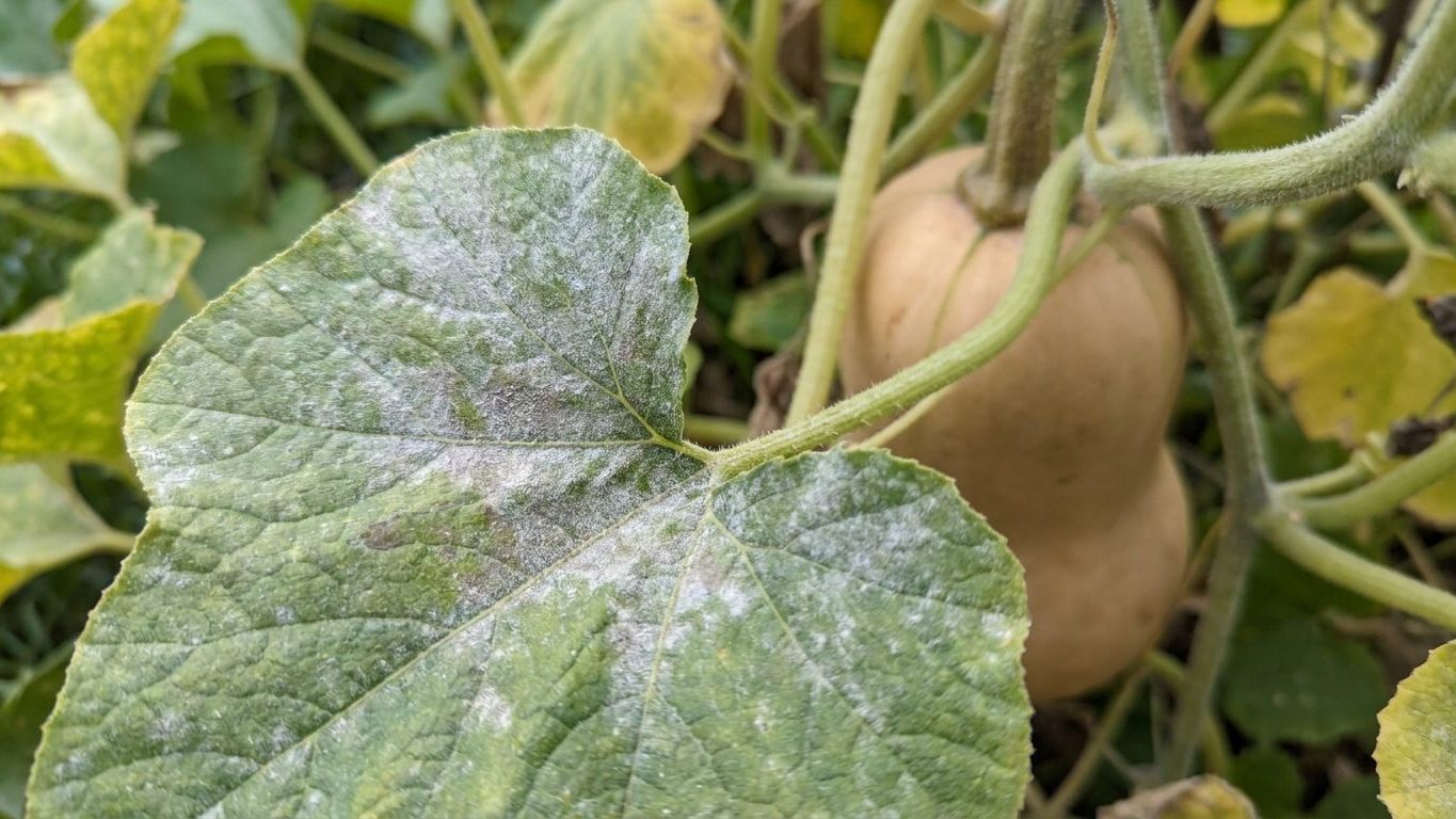 Mildew on Winter Squash: The Timing Decides
