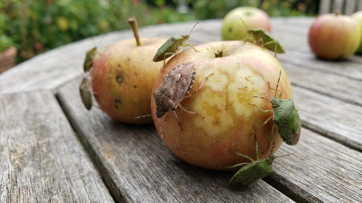 Diseased apples showing brown lesions and pest damage with insects present on a weathered wooden surface.