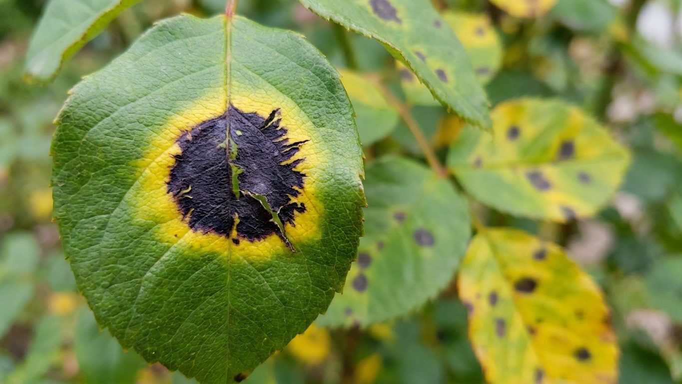 Black Spot on Roses: The Feathered Edge That Tells You What It Is