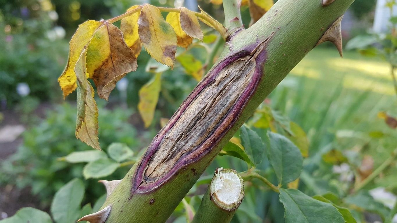 Rose Canker: Brown Sunken Patches on the Cane, and Where to Cut