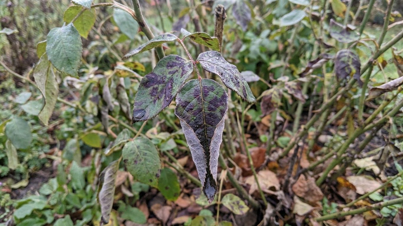 Downy Mildew on Roses: The One That Strips a Bush in Days