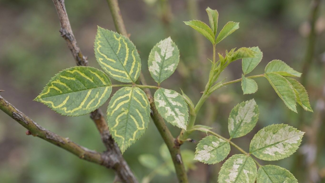 Rose Mosaic Virus: Yellow Patterns That Came With the Plant