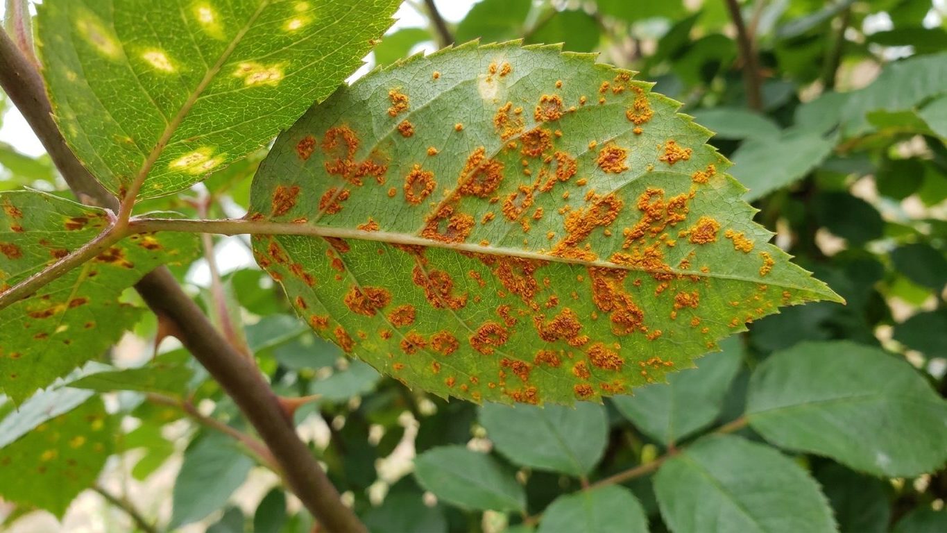 Rose Rust: Orange Pustules Under the Leaf, and What They Mean