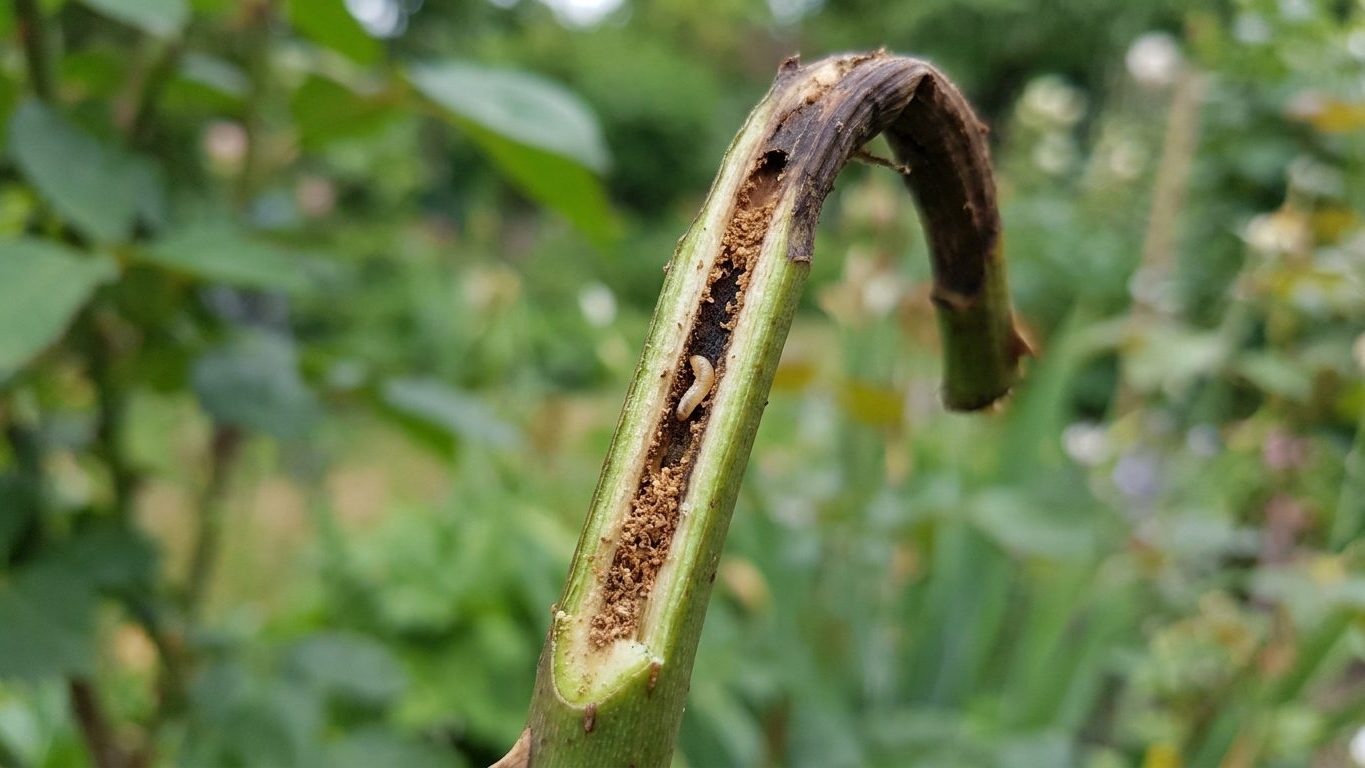 Cane Borers in Roses: The Hole in the Cut End