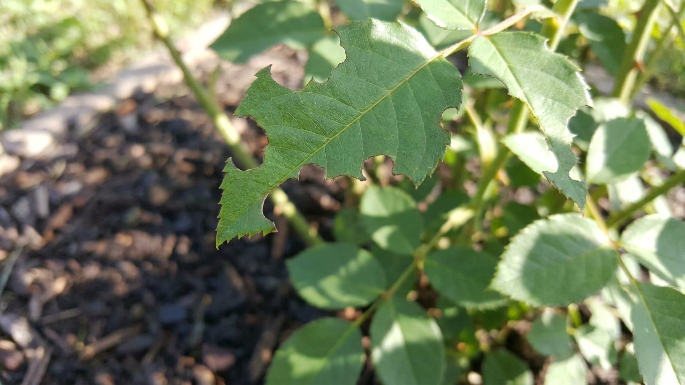 Fuller Rose Beetle: Notched Leaf Edges and Night Feeding