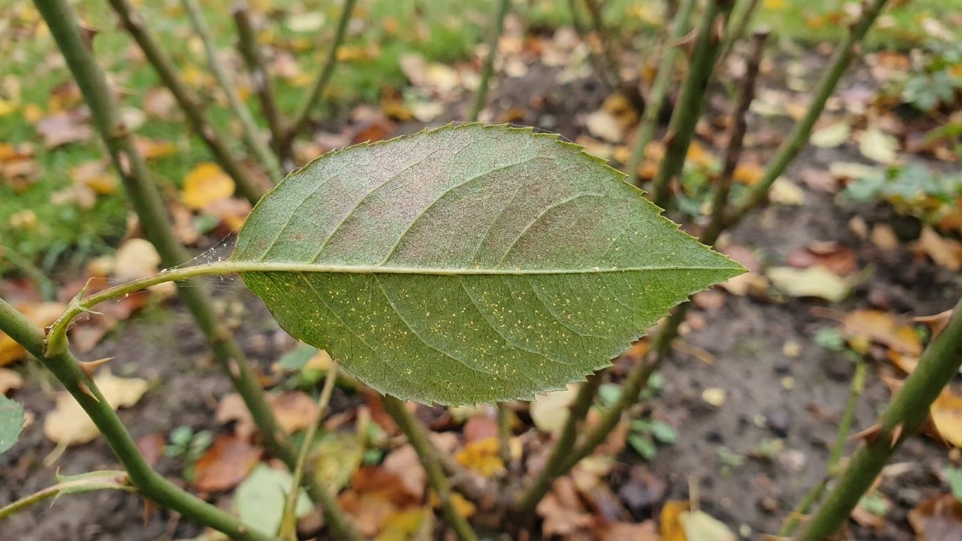 Southern Red Mite on Roses: The Cool-Season Mite