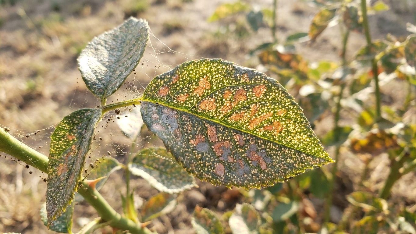 Spider Mites on Roses: Stippled Leaves in a Hot, Dry Summer