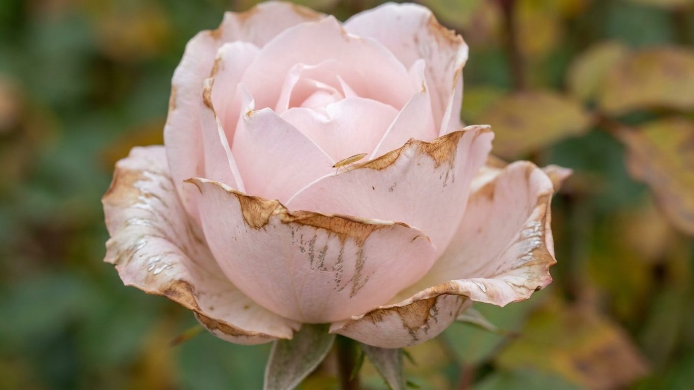 Thrips on Roses: Brown-Edged Petals on Blooms That Never Open Cleanly