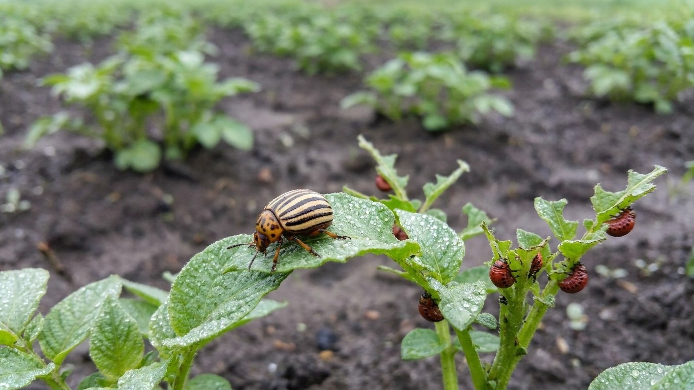 A Colorado potato beetle with distinctive yellow and black stripes crawls on a potato plant leaf in a garden bed.