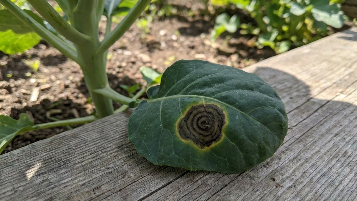 A green squash or pumpkin leaf showing a circular brown lesion with concentric rings, indicating a fungal or bacterial disease on a garden wood surface.