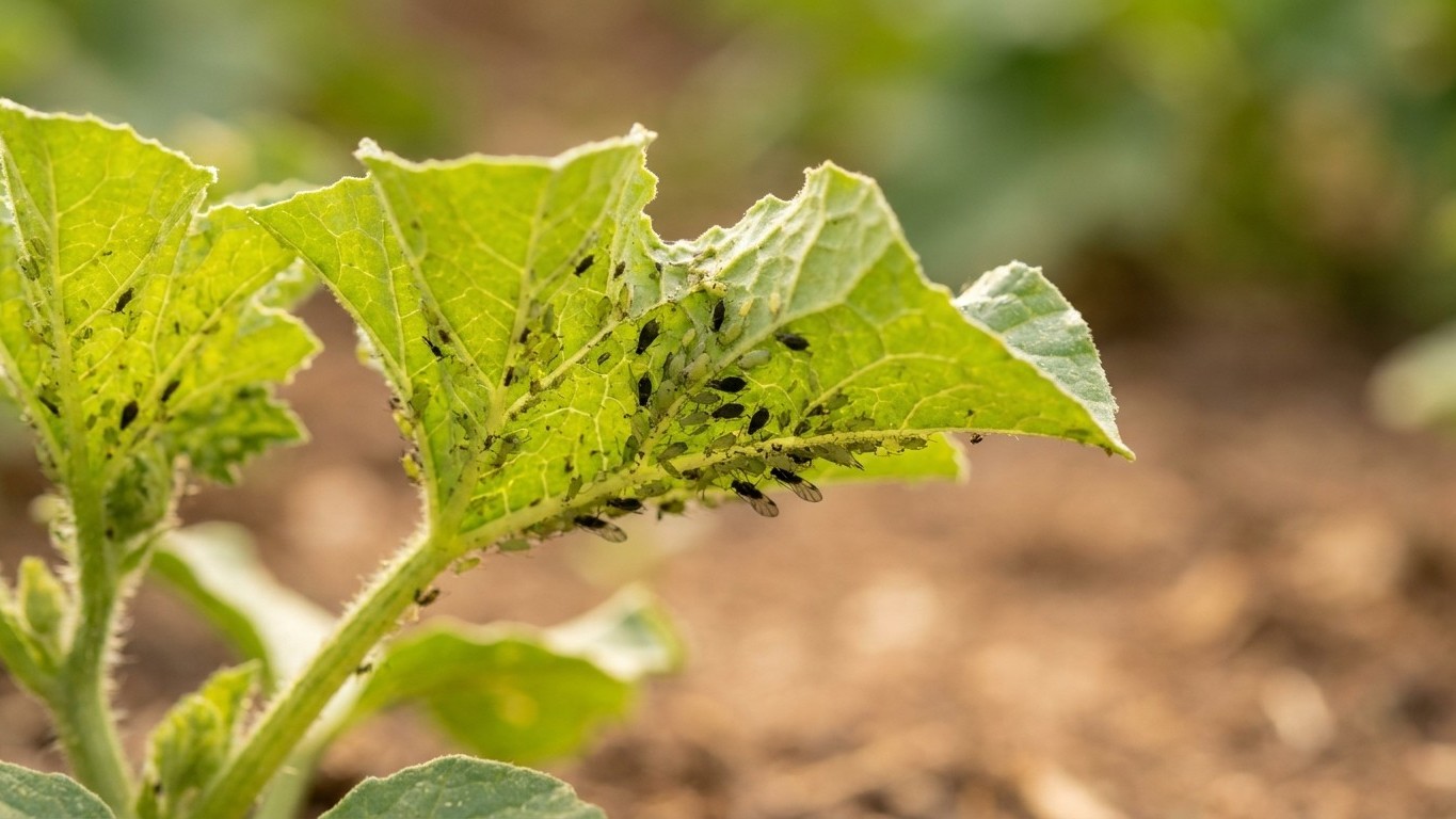 Melon aphid in Texas: When It Shows Up and What Stops It