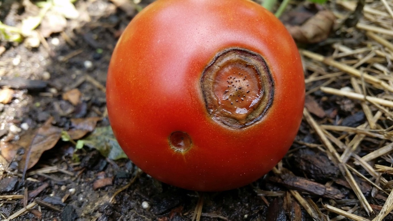 Anthracnose on Tomatoes: Sunken Circles That Only Show on Ripe Fruit