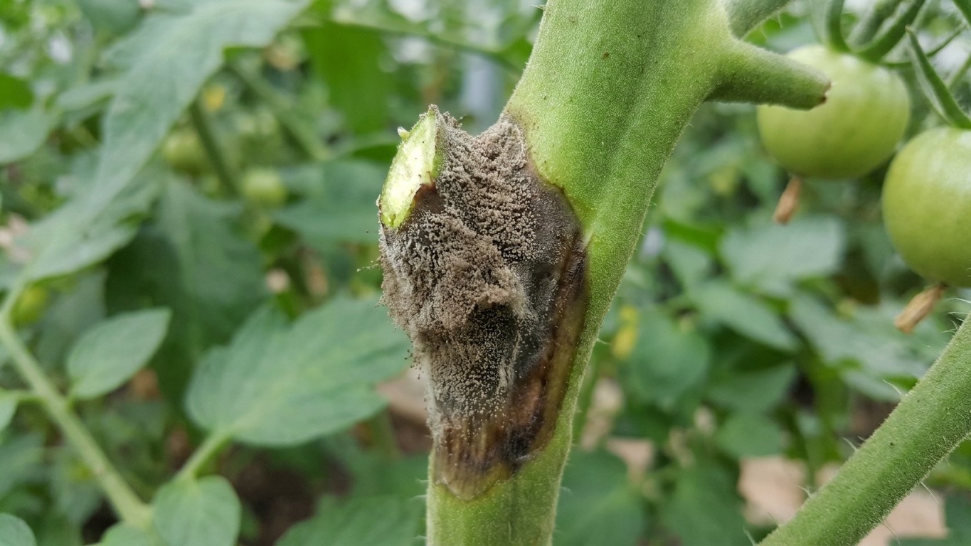 Gray Mould on Tomatoes: The Fuzz That Follows a Wound