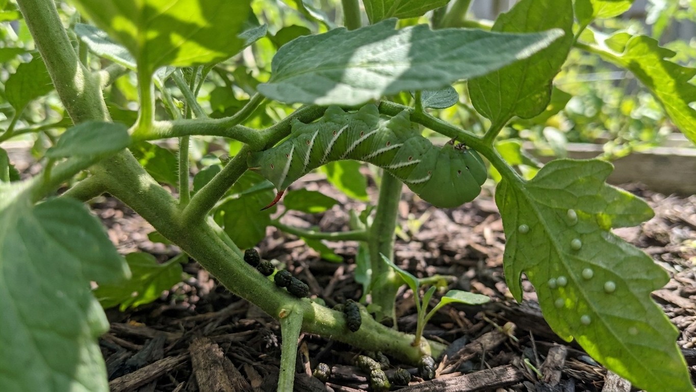 Tomato Hornworm Control: What Actually Works