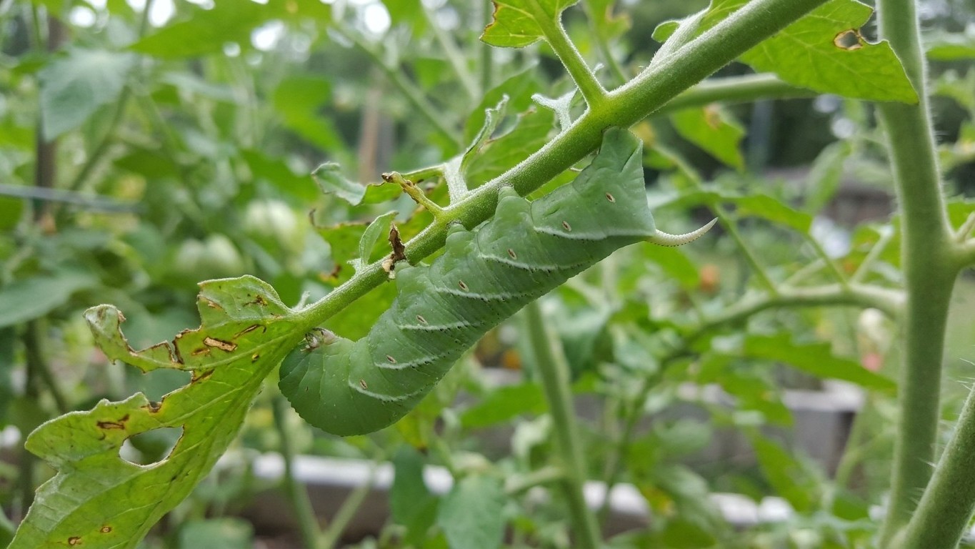 Tomato Hornworm: Damage, Life Cycle and Control