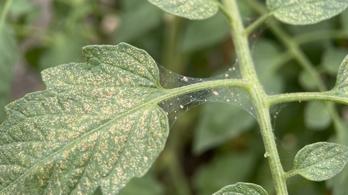 Spider Mites: Stippled Leaves and Fine Webbing in the Leaf Joints