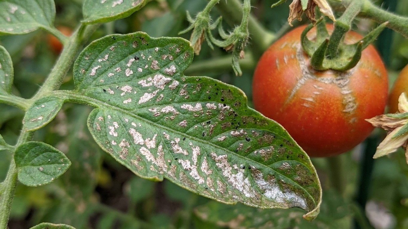 Thrips on Tomatoes: Silvery Streaks, and the Virus They Carry
