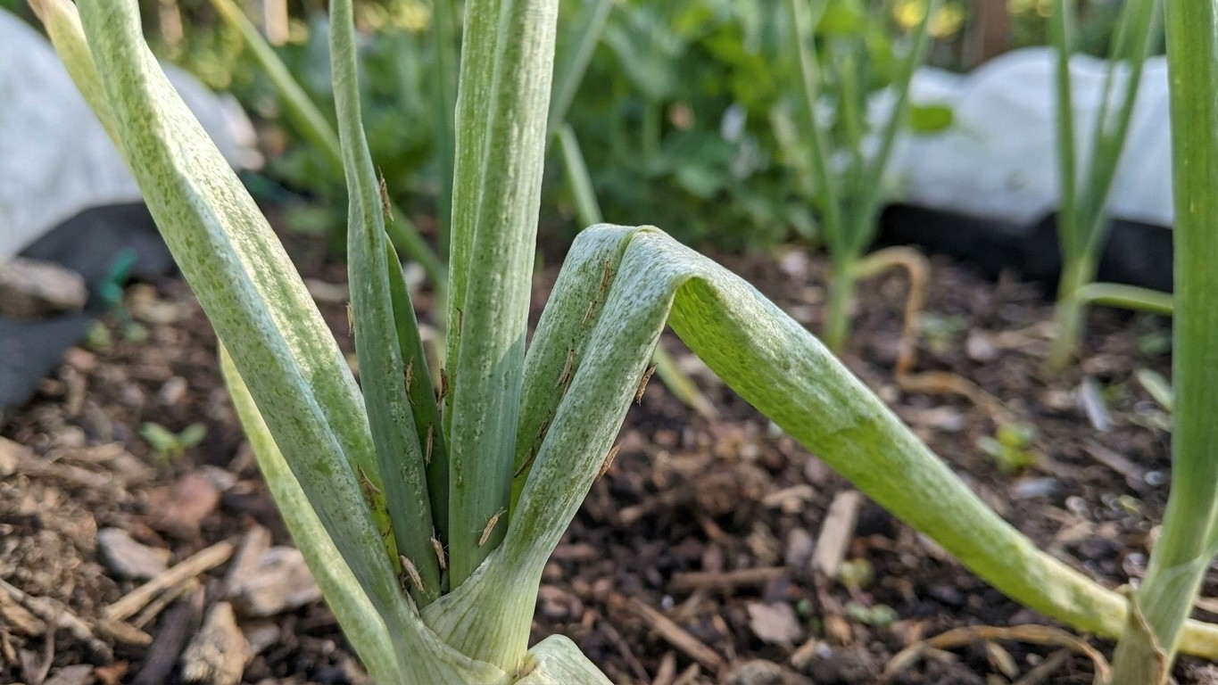 Onion thrips in Utah: When It Shows Up and What Stops It