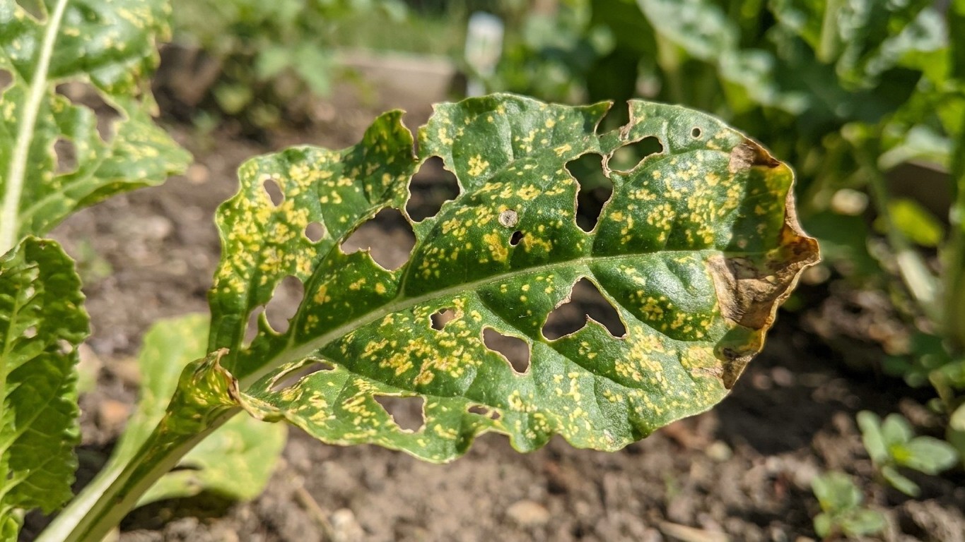 A squash plant leaf displaying yellowing, spotting, and holes characteristic of fungal disease or pest damage in a garden setting.