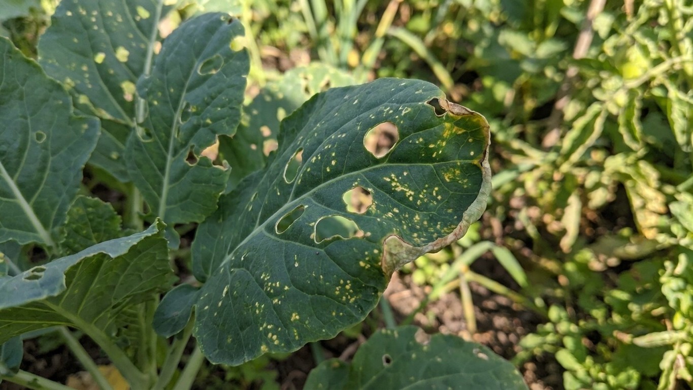 Close-up of diseased squash or melon foliage with yellow spots and brown lesions characteristic of fungal or bacterial leaf damage.
