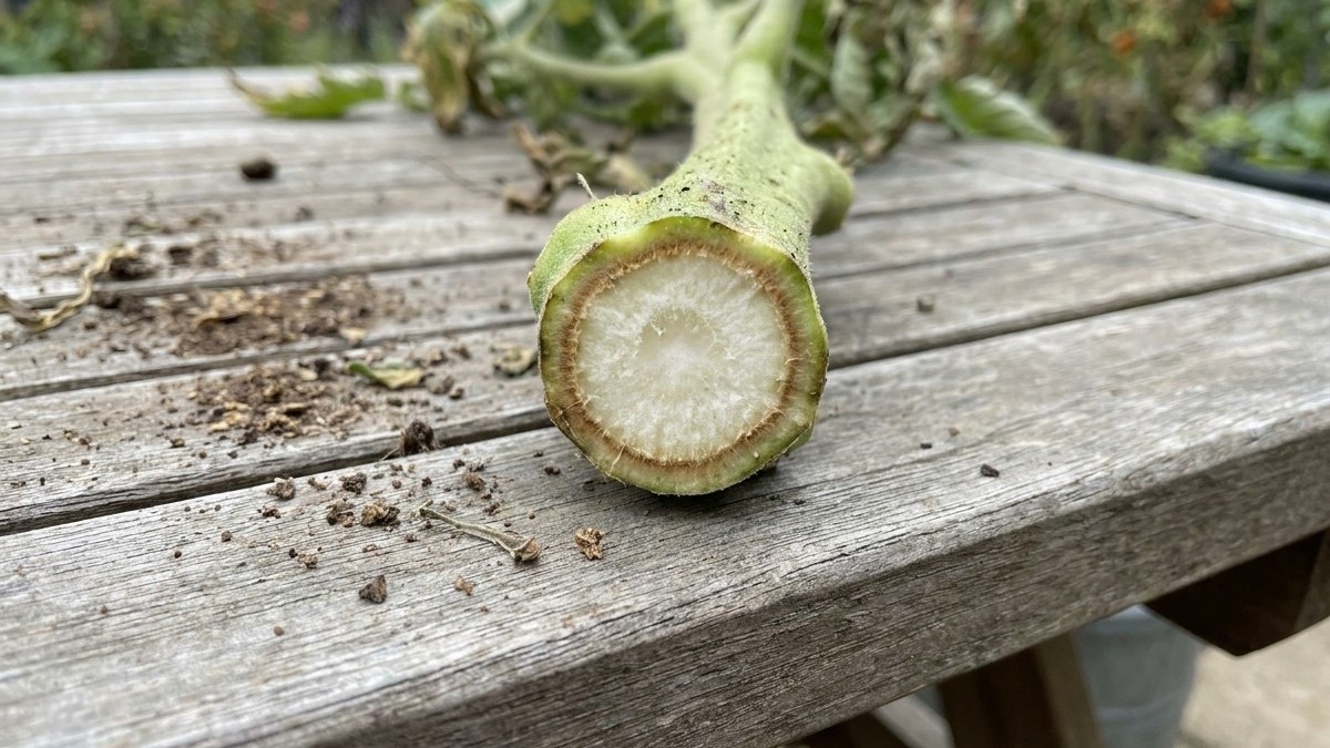 A freshly harvested okra pod cut in half lies on weathered wood, revealing its characteristic pale interior and chambered structure.